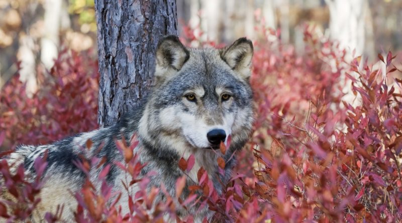 Gray wolf in autumn blueberry bushes
